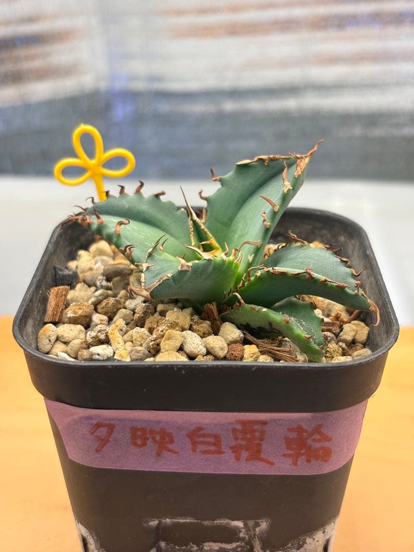 アガベ　チタノタ　5種セット　まとめ売り②