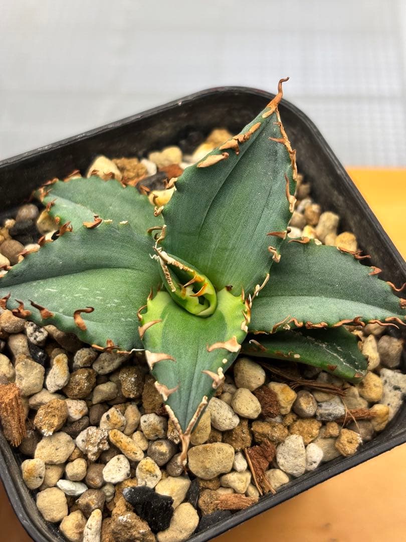 アガベ　チタノタ　5種セット　まとめ売り②