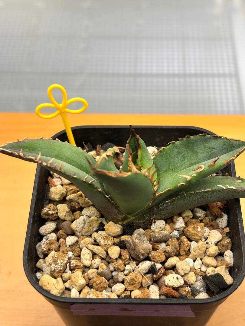 アガベ　チタノタ　5種セット　まとめ売り②