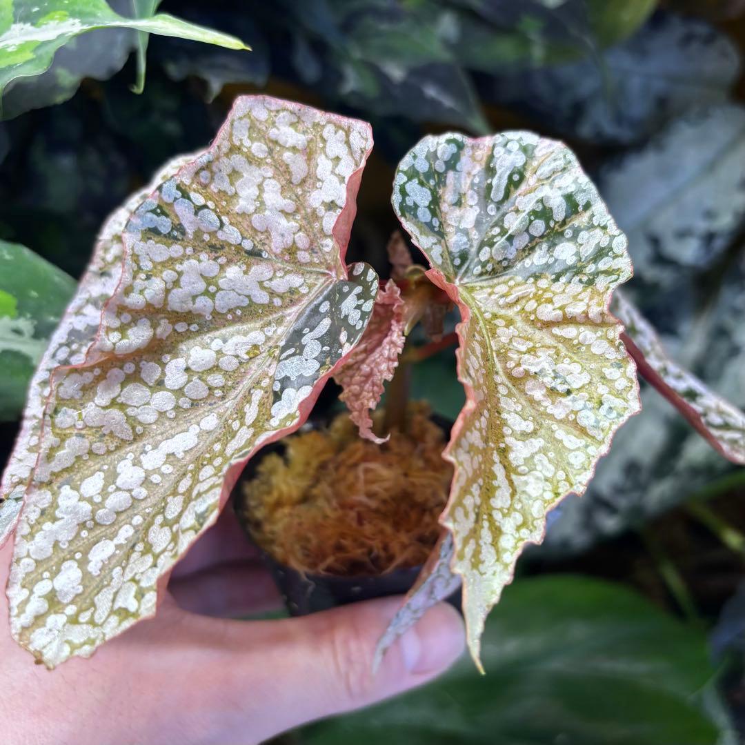 Begonia  Capped Pink Variegated 斑入り