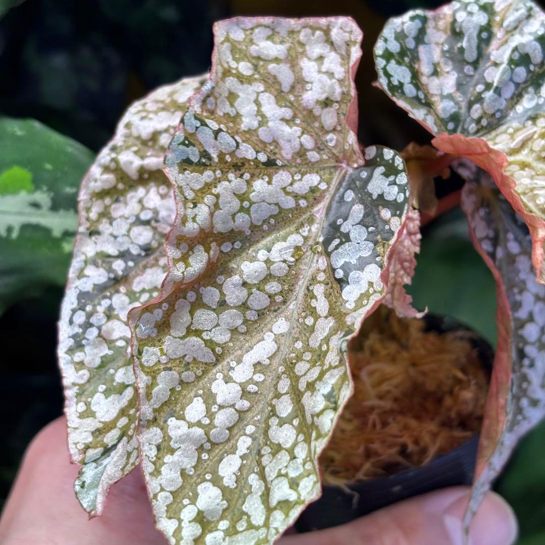 Begonia  Capped Pink Variegated 斑入り