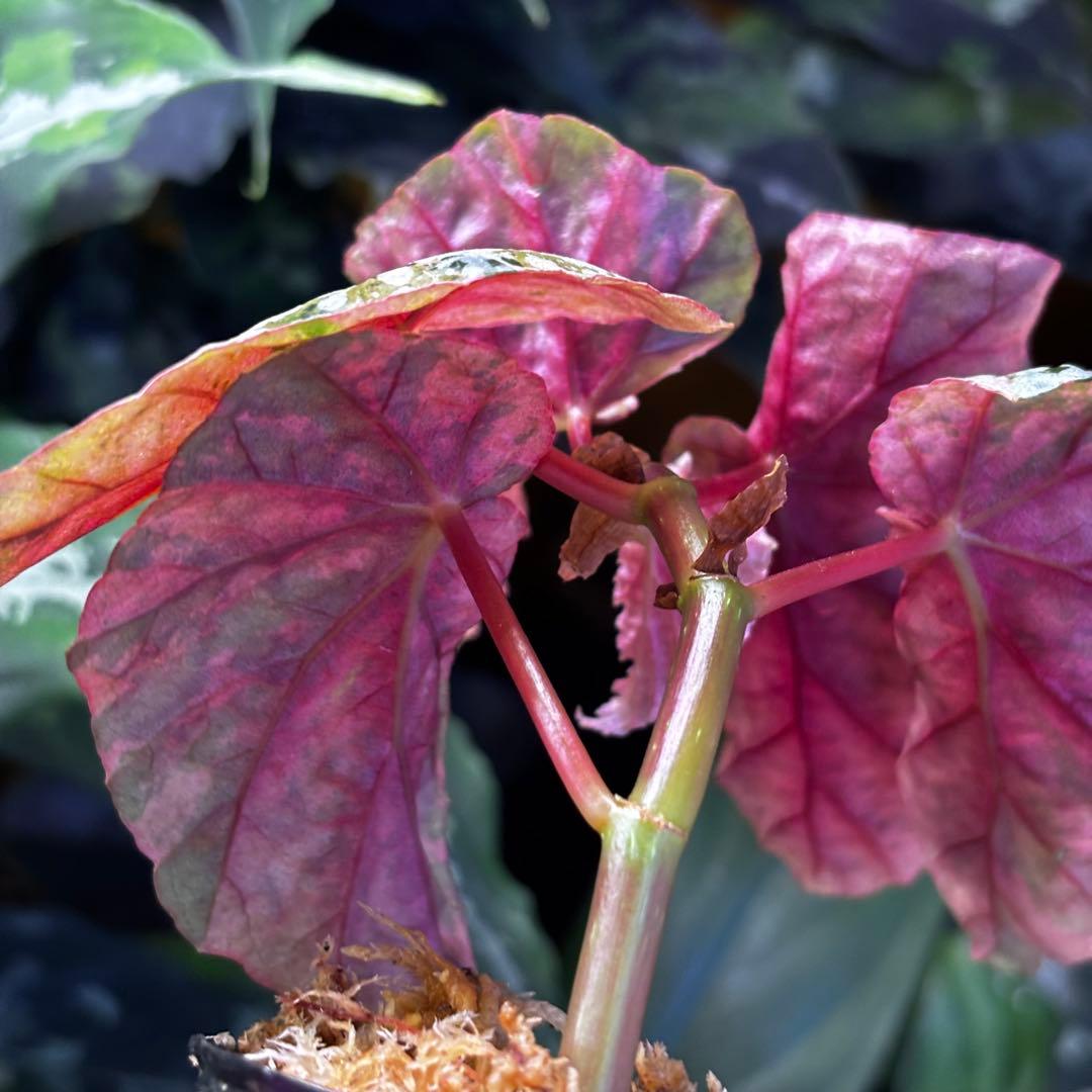 Begonia  Capped Pink Variegated 斑入り