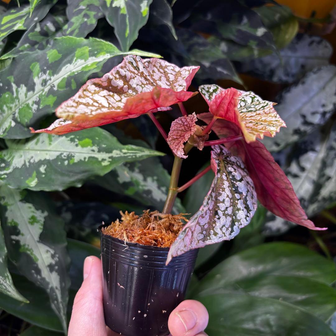 Begonia  Capped Pink Variegated 斑入り