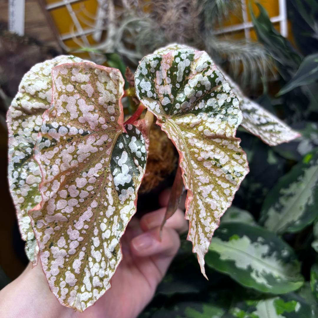Begonia  Capped Pink Variegated 斑入り