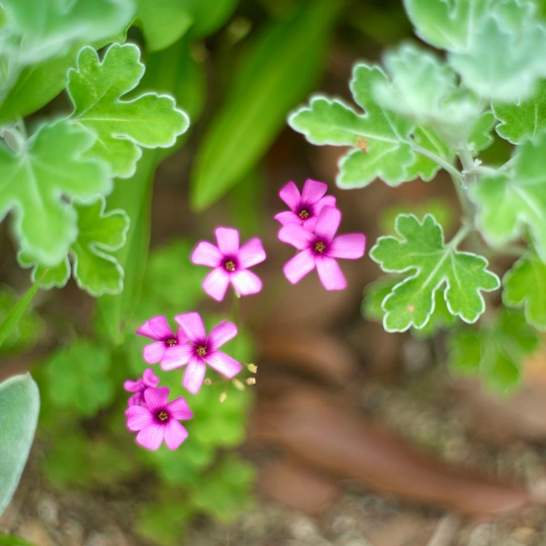 コニカHexanon 47mm f1.9 銘レンズ　美・可動　M42改造レンズ