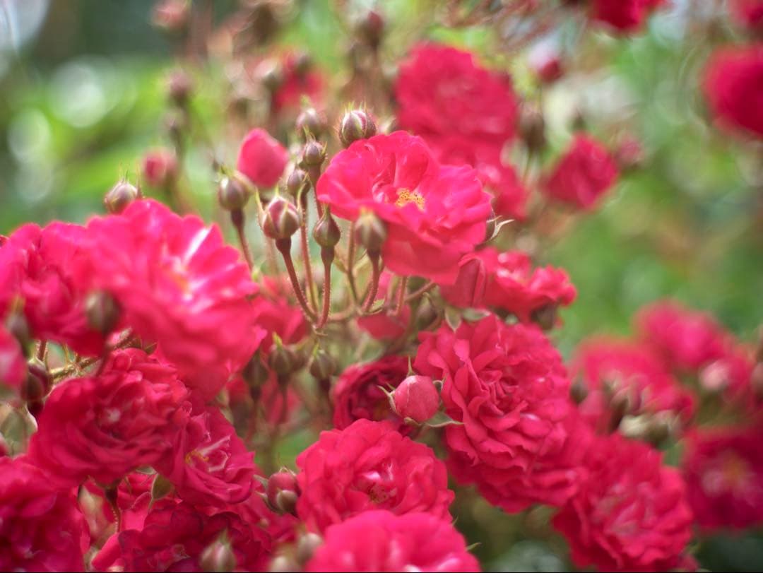 コニカHexanon 47mm f1.9 銘レンズ　美・可動　M42改造レンズ