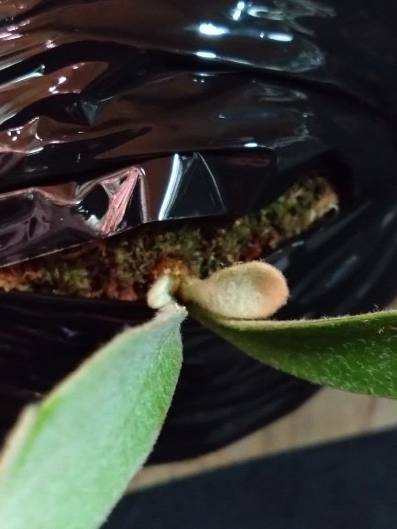 P. veitchii AR 'Lion King'(獅子王)　ビカクシダ子株