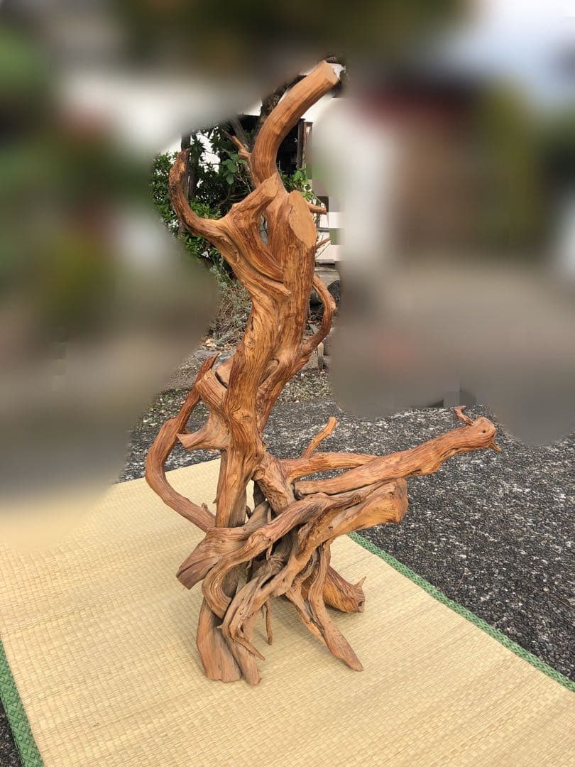 杜松（トショ）　置物　木の根