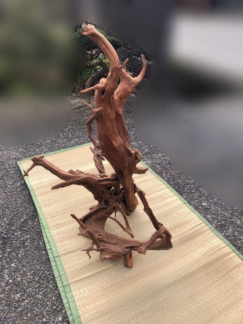 杜松（トショ）　置物　木の根