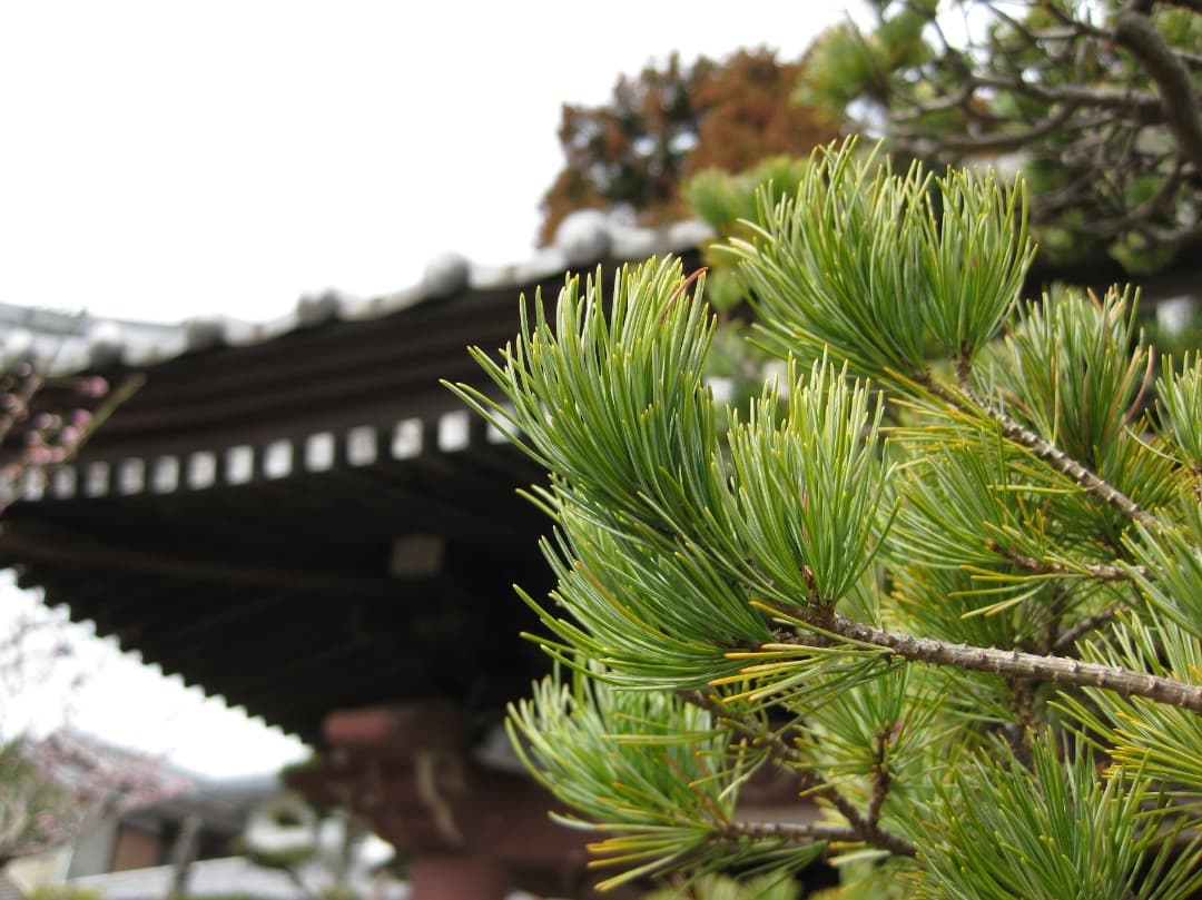 実写美⭕️良品【動作確認済み】 Canon IXY DIGITAL 25 IS