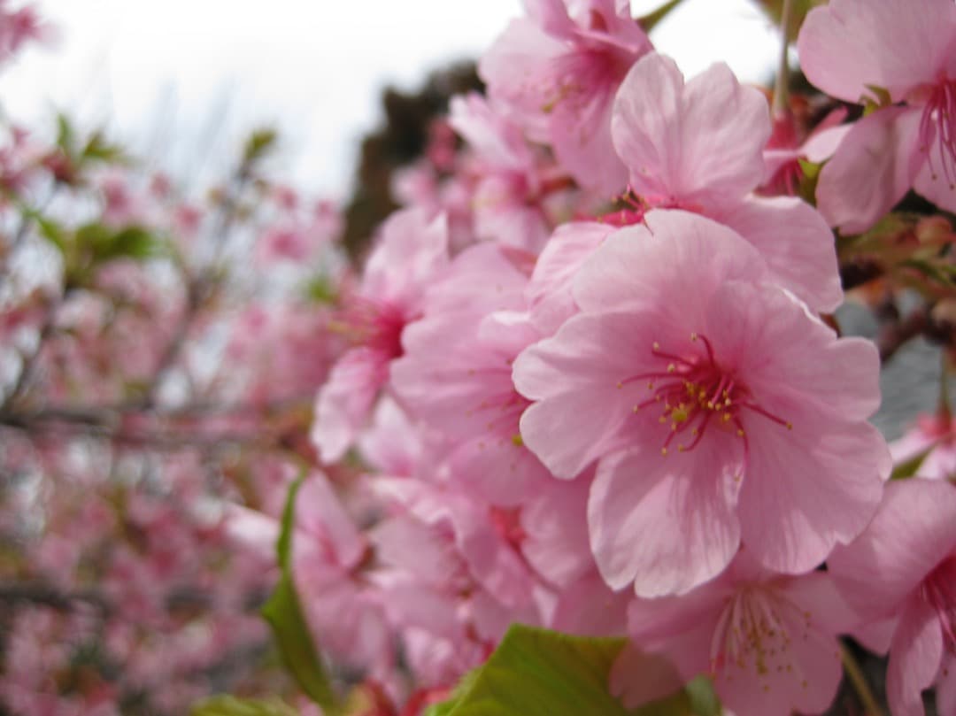 実写美⭕️良品【動作確認済み】 Canon IXY DIGITAL 25 IS