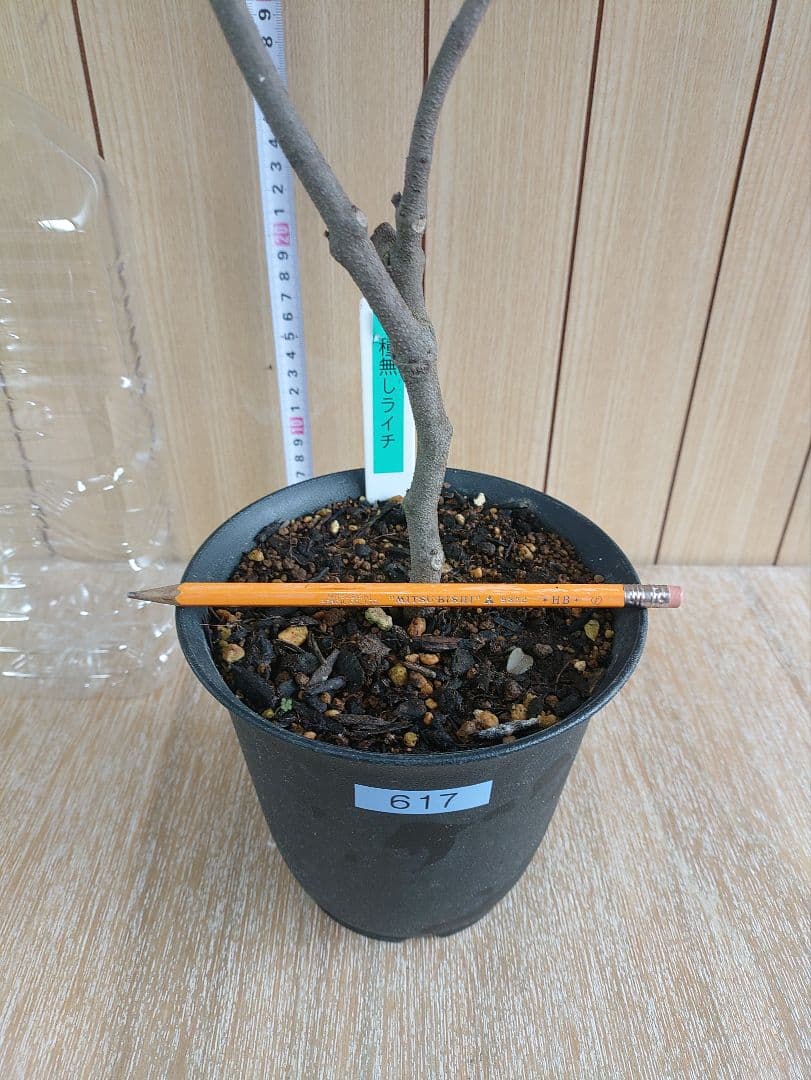 種無しライチ取り木苗 617