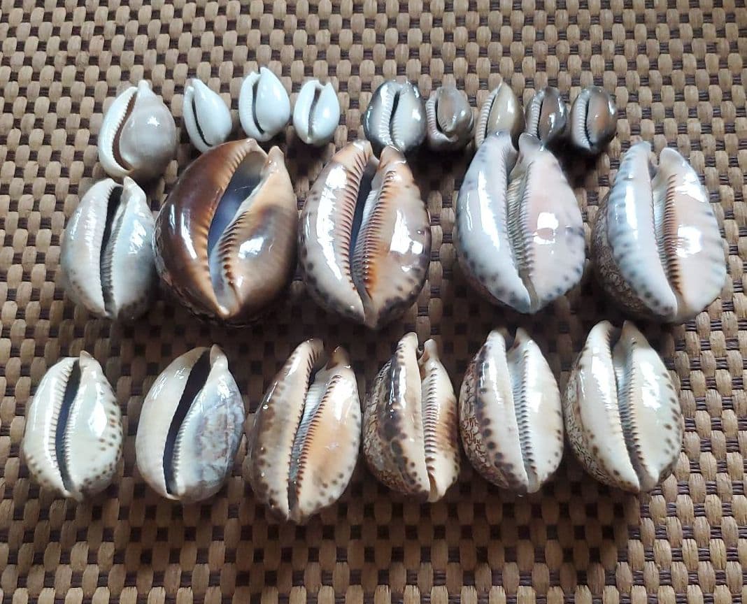 タカラガイ 20個まとめ売り　タカラ貝　貝殻艶有　ホシキヌタ　ハイジョウダダカラ