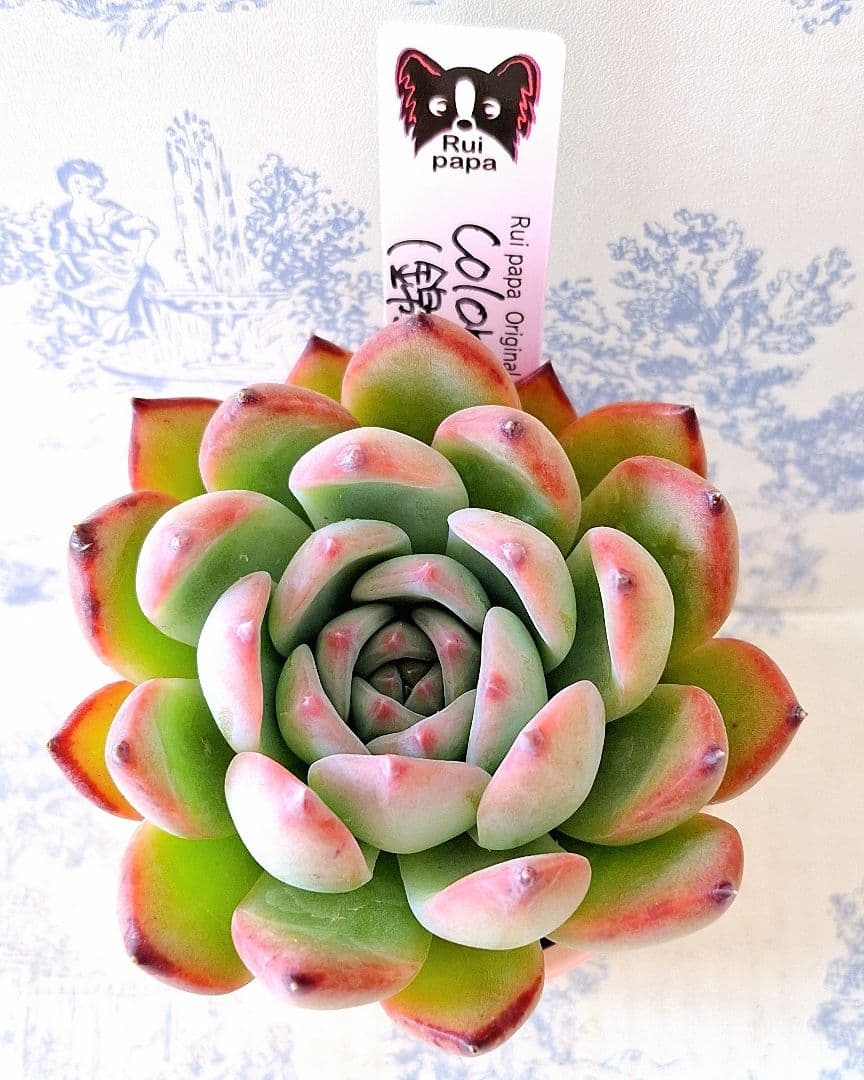 コロラータ実生札付きポットごとメルカリ便ルイパパさん苗メルカリ便