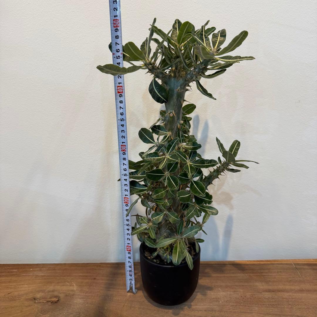 【大株】パキポディウム 実生 サボテン 多肉 コーデックス 塊根 灌木