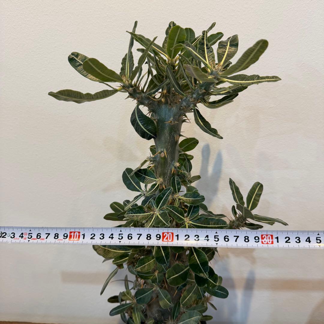 【大株】パキポディウム 実生 サボテン 多肉 コーデックス 塊根 灌木