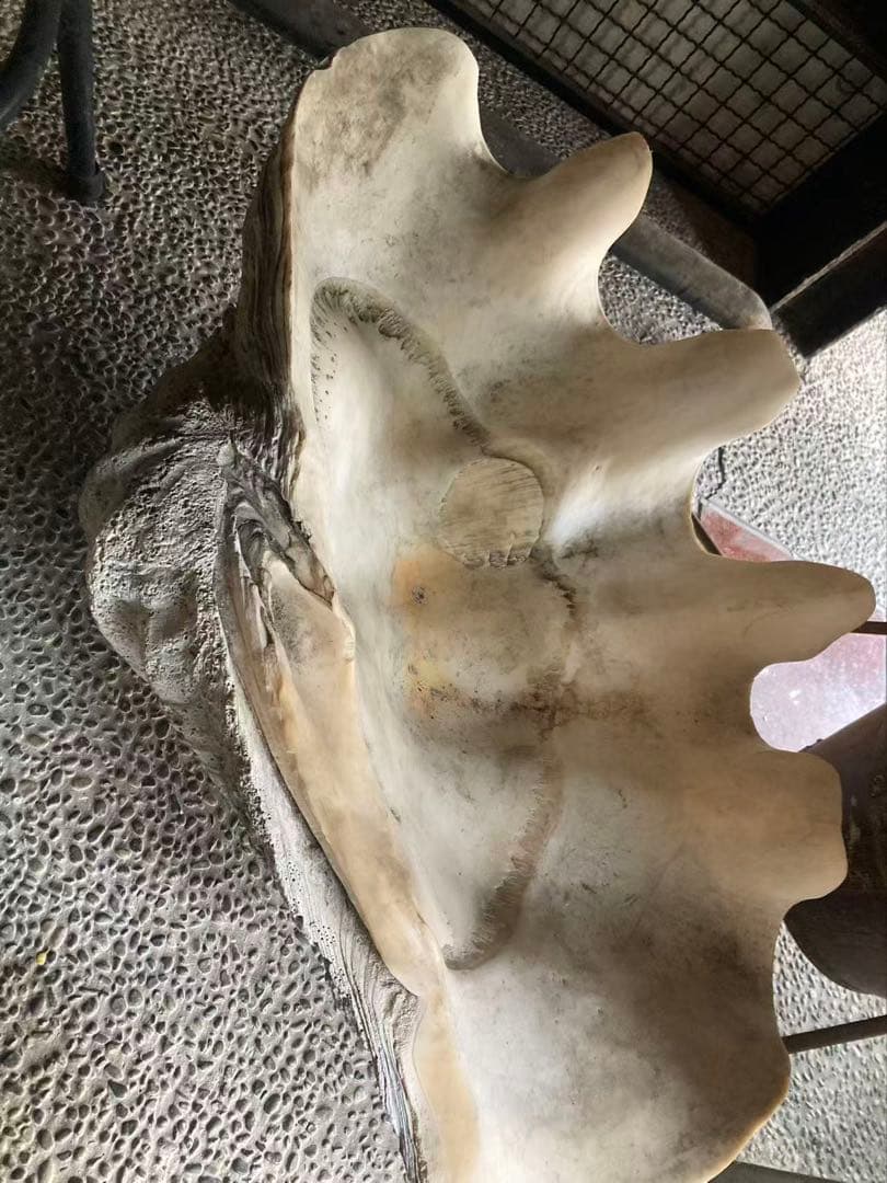 貝殻型 陶器 大きめ