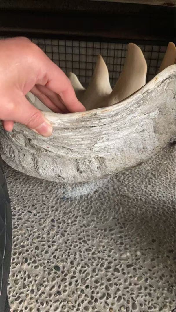 貝殻型 陶器 大きめ