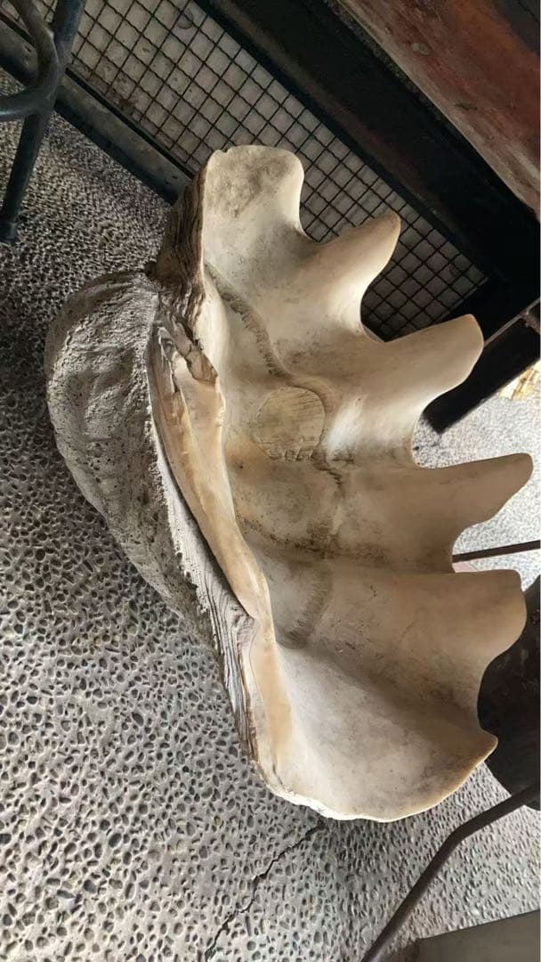 貝殻型 陶器 大きめ