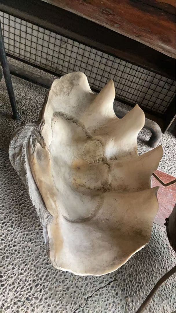 貝殻型 陶器 大きめ