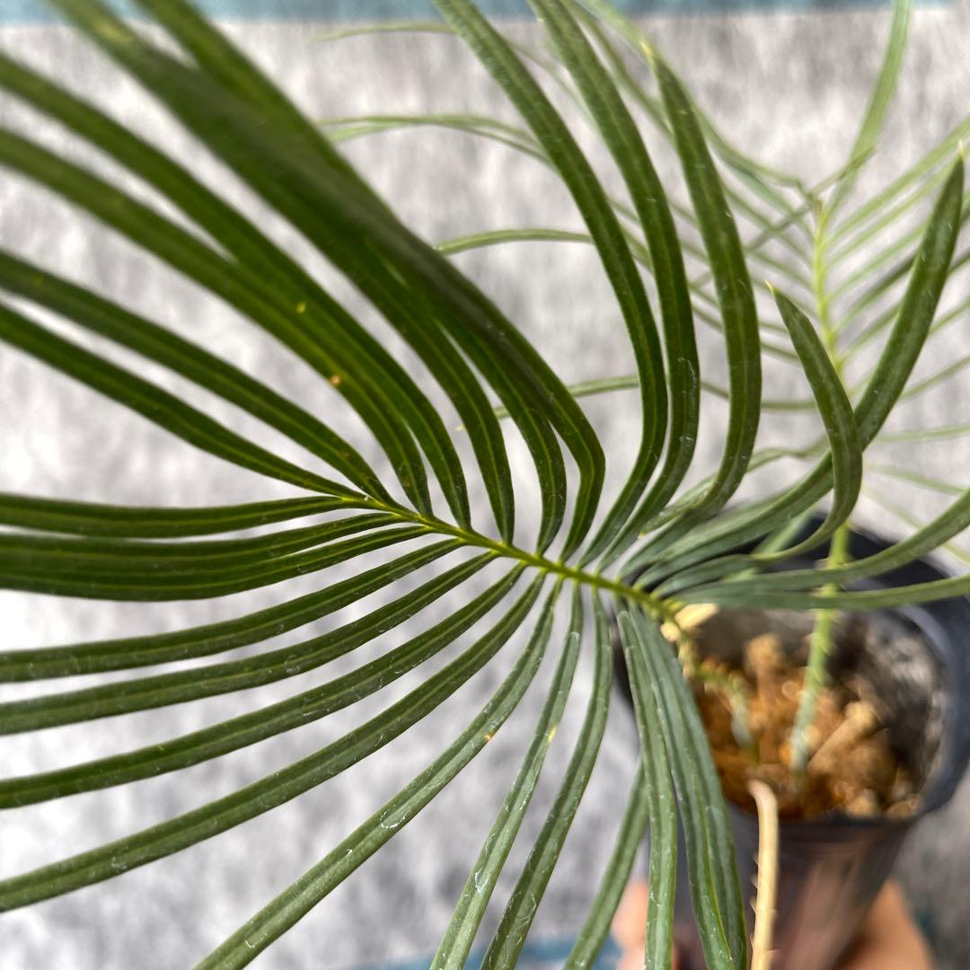 【塊根植物】サイカスカイルンシアナ 国内実生 ソテツ ④