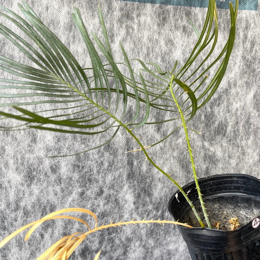 【塊根植物】サイカスカイルンシアナ 国内実生 ソテツ ④