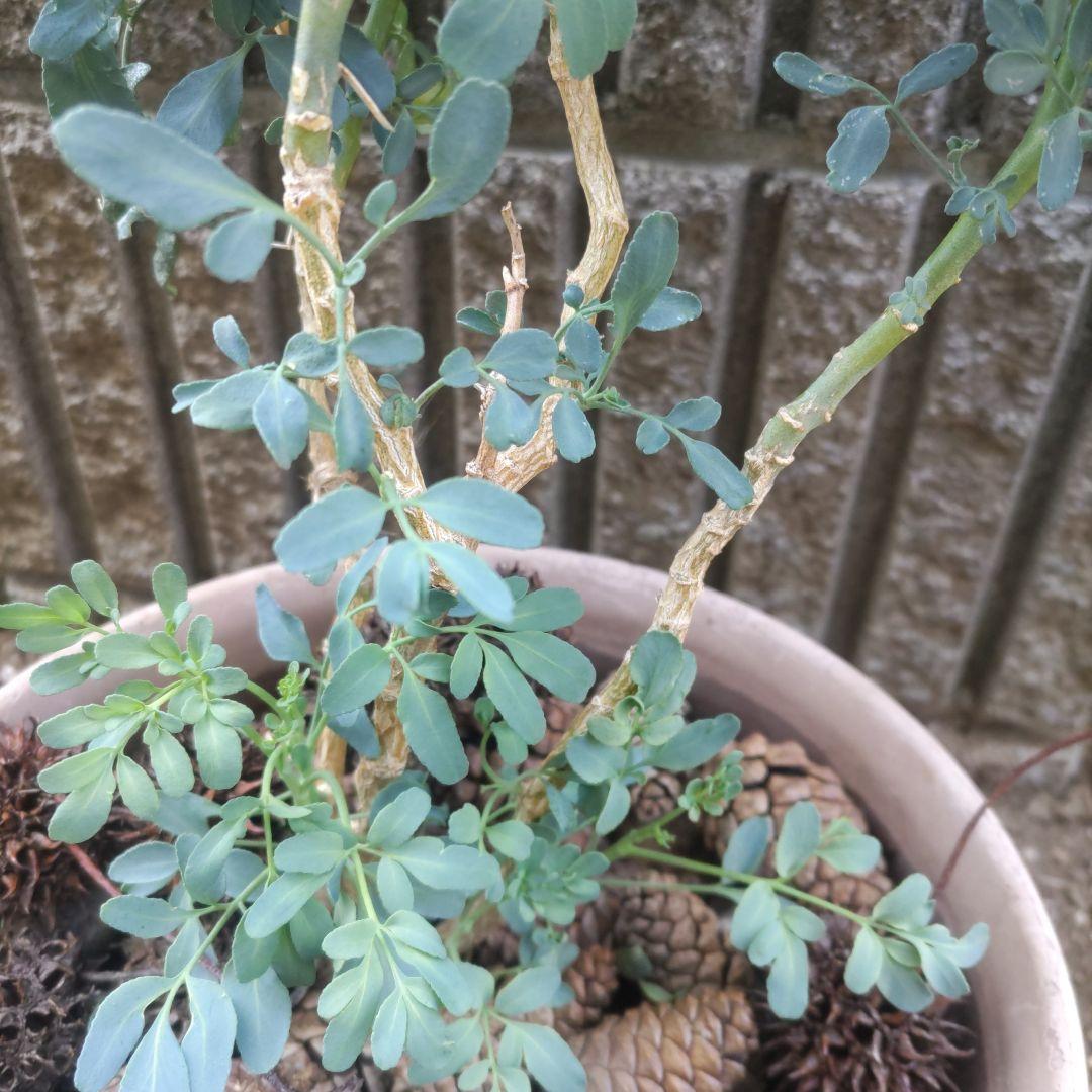 ヘンルーダ苗木 アゲハチョウ幼虫餌 ネコ避け