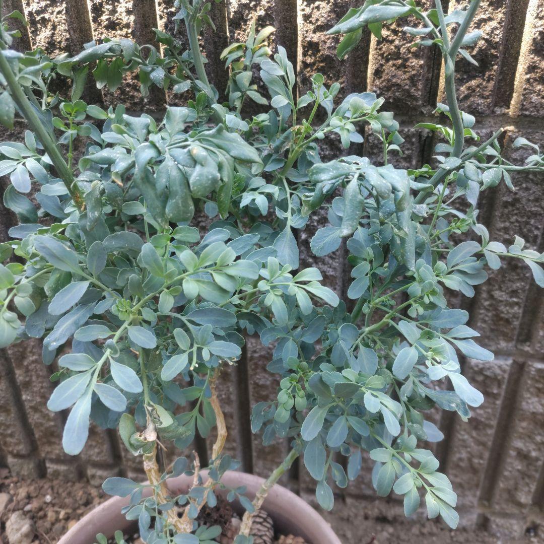 ヘンルーダ苗木 アゲハチョウ幼虫餌 ネコ避け