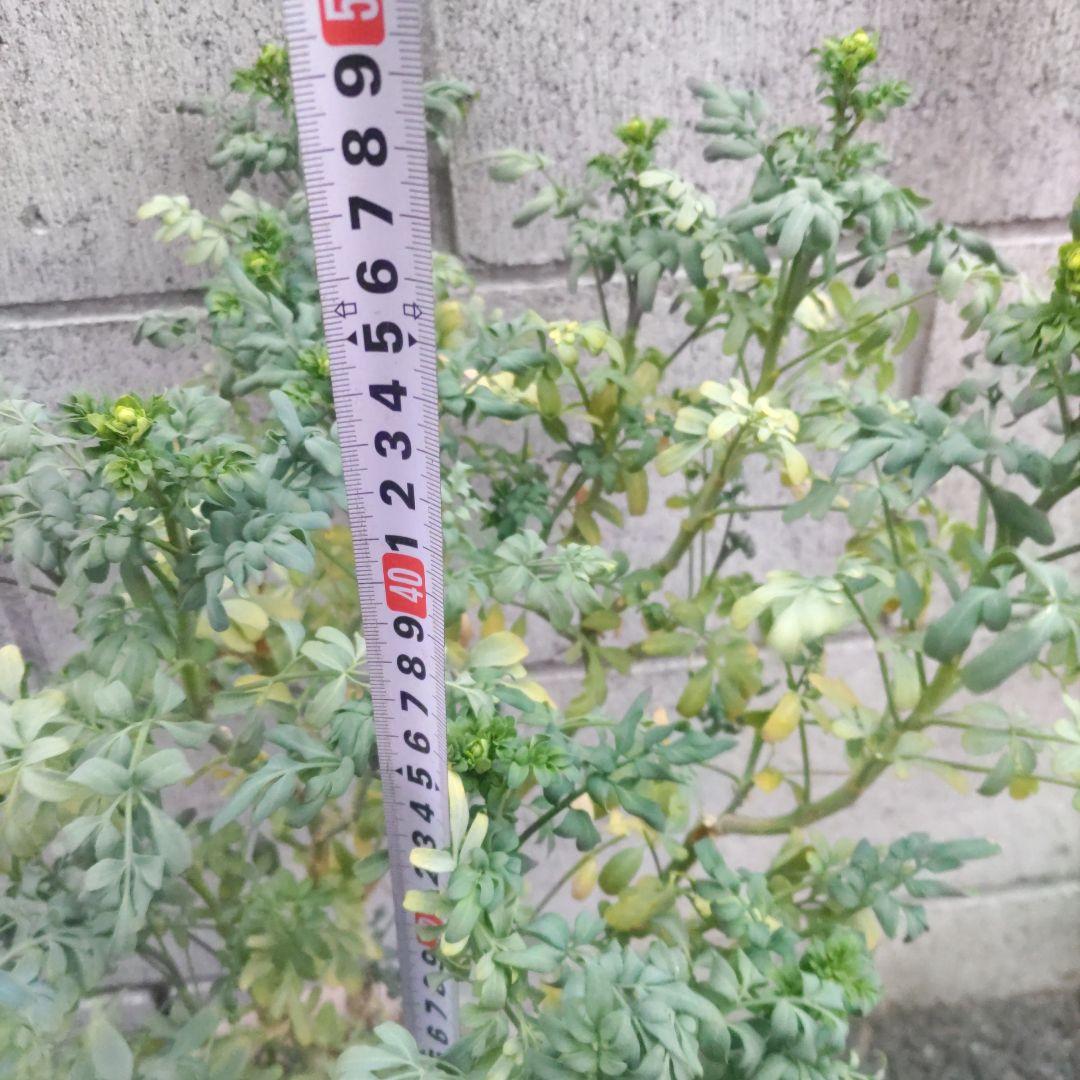 ヘンルーダ苗木 アゲハチョウ幼虫餌 ネコ避け