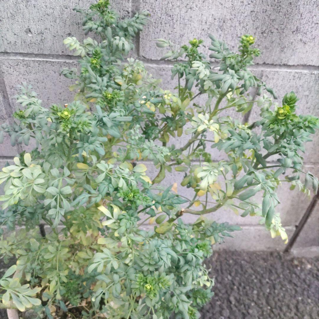 ヘンルーダ苗木 アゲハチョウ幼虫餌 ネコ避け