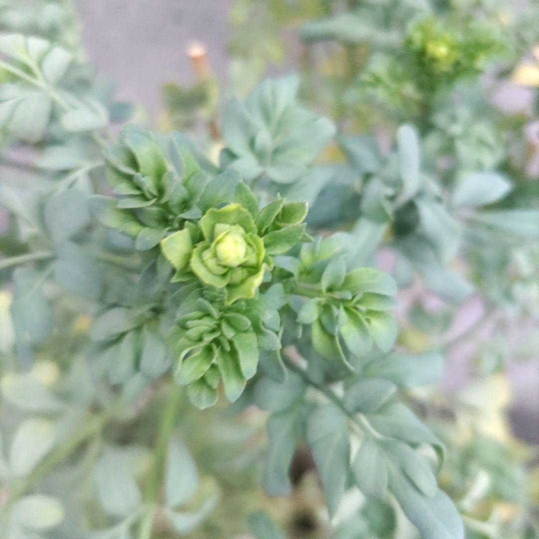 ヘンルーダ苗木 アゲハチョウ幼虫餌 ネコ避け