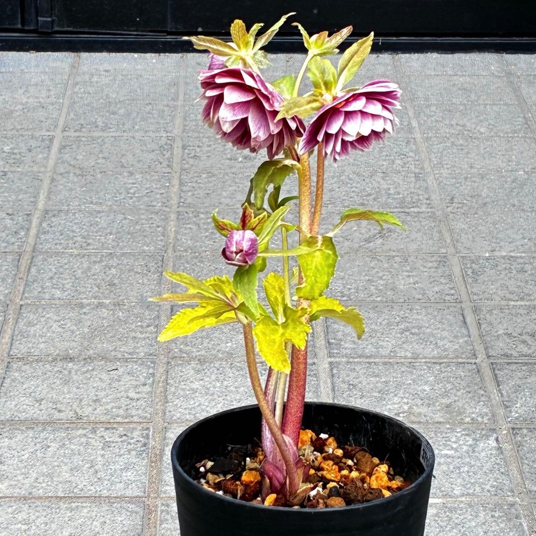 3712☘️極上発色☘️⭐️紅ピンク⭐️多弁⭐️オーレア⭐️ぼかし⭐️ベイン⭐️広瀬園芸⭐️