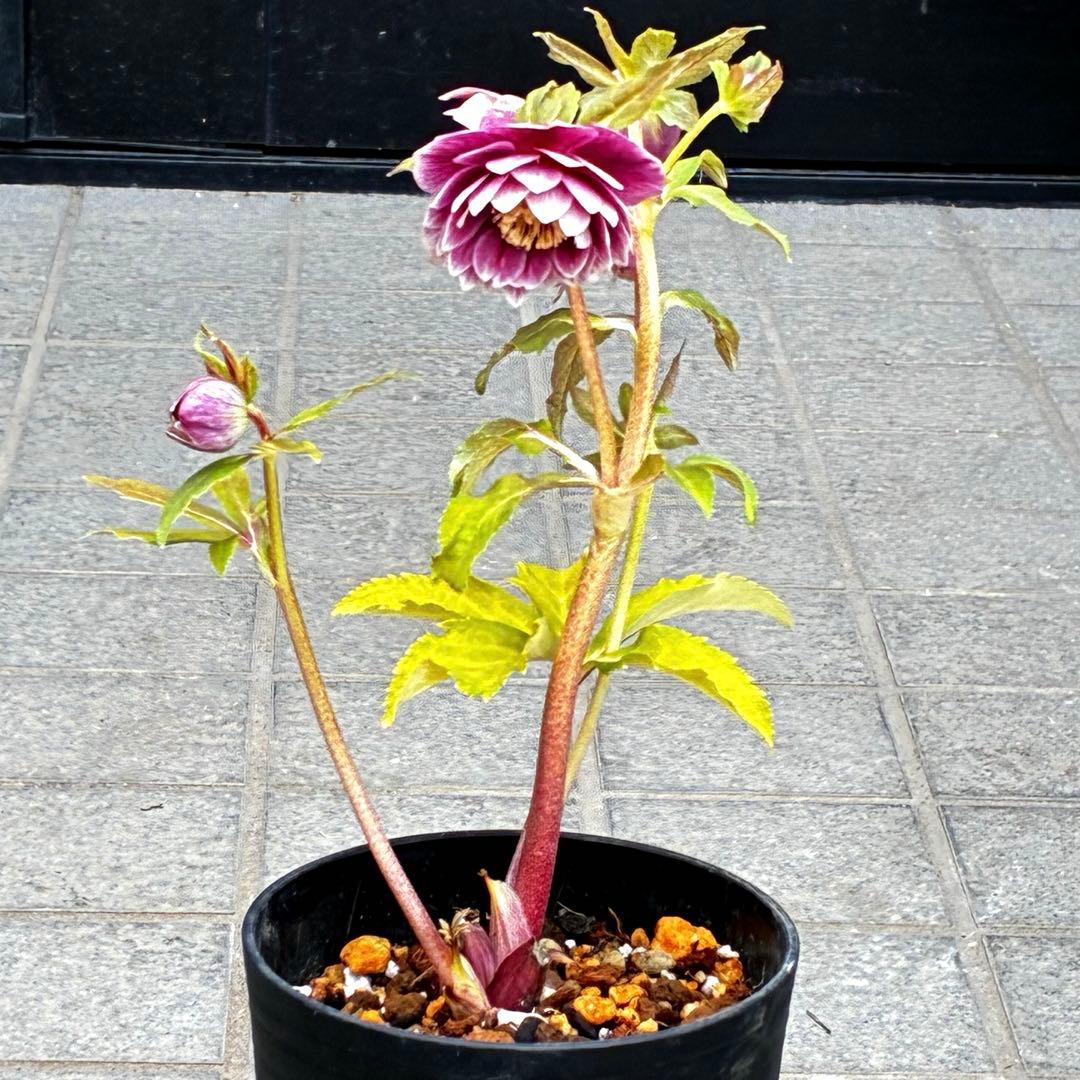 3712☘️極上発色☘️⭐️紅ピンク⭐️多弁⭐️オーレア⭐️ぼかし⭐️ベイン⭐️広瀬園芸⭐️