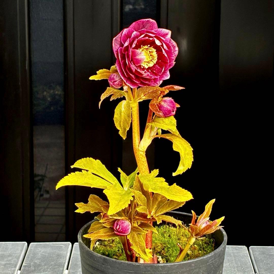 3712☘️極上発色☘️⭐️紅ピンク⭐️多弁⭐️オーレア⭐️ぼかし⭐️ベイン⭐️広瀬園芸⭐️