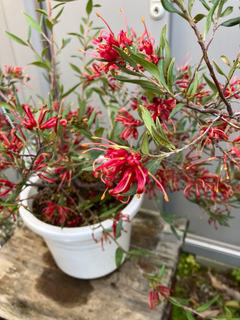 グレビレア　スプレンダー　鉢ごと発送　オージープランツ