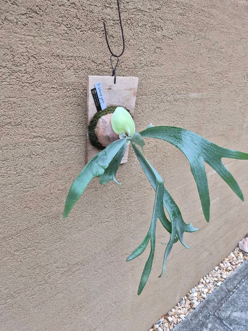 ビカクシダ ビフルカツムホワイト E-1 板付け