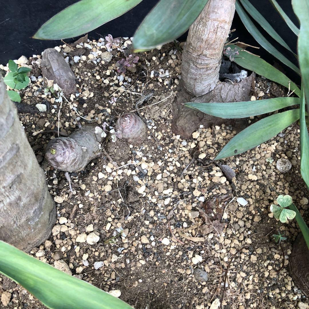 スパニッシュ・ダガー　Spanish Dagger