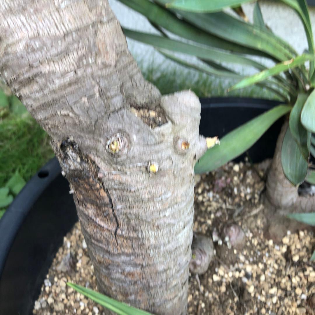 スパニッシュ・ダガー　Spanish Dagger