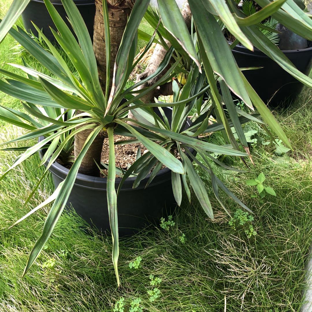 スパニッシュ・ダガー　Spanish Dagger