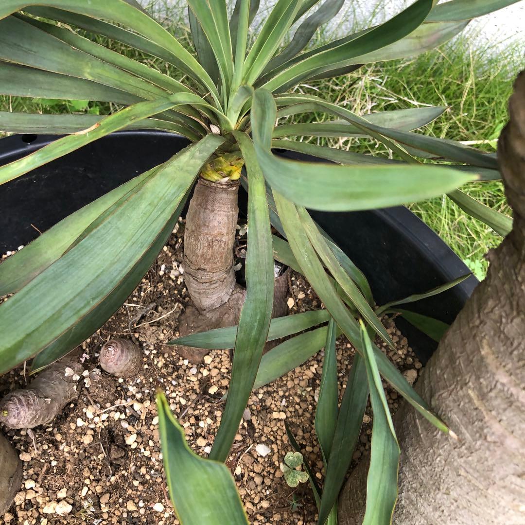 スパニッシュ・ダガー　Spanish Dagger