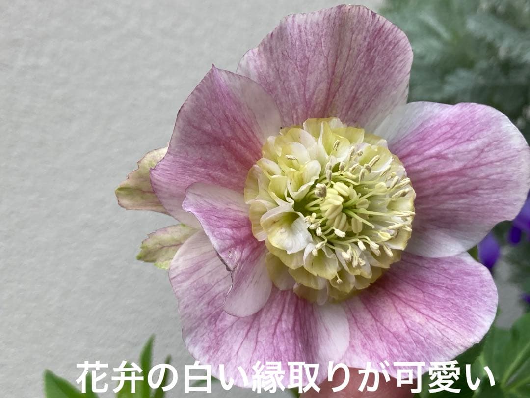 クリスマスローズ　ピンク　sd 鉢花