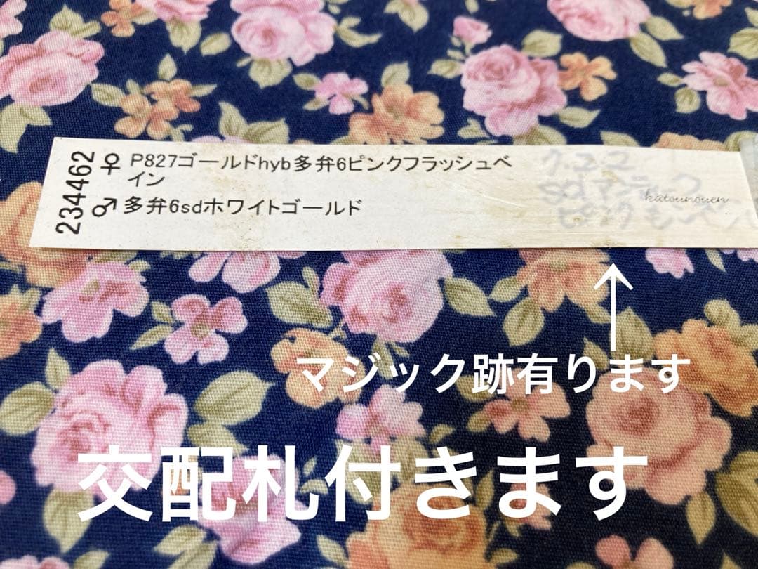クリスマスローズ　ピンク　sd 鉢花