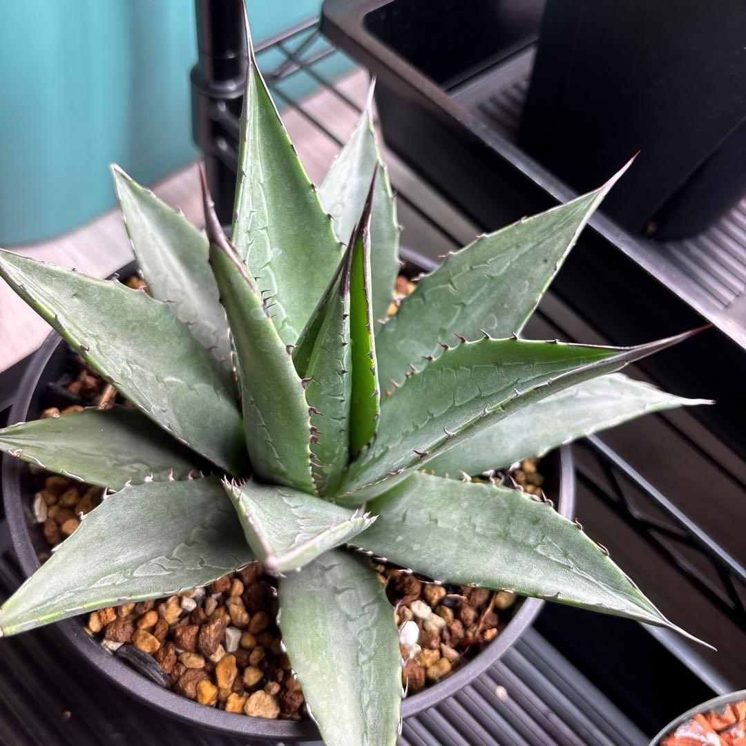 アガベ　ショータイム　ハイブリッド株