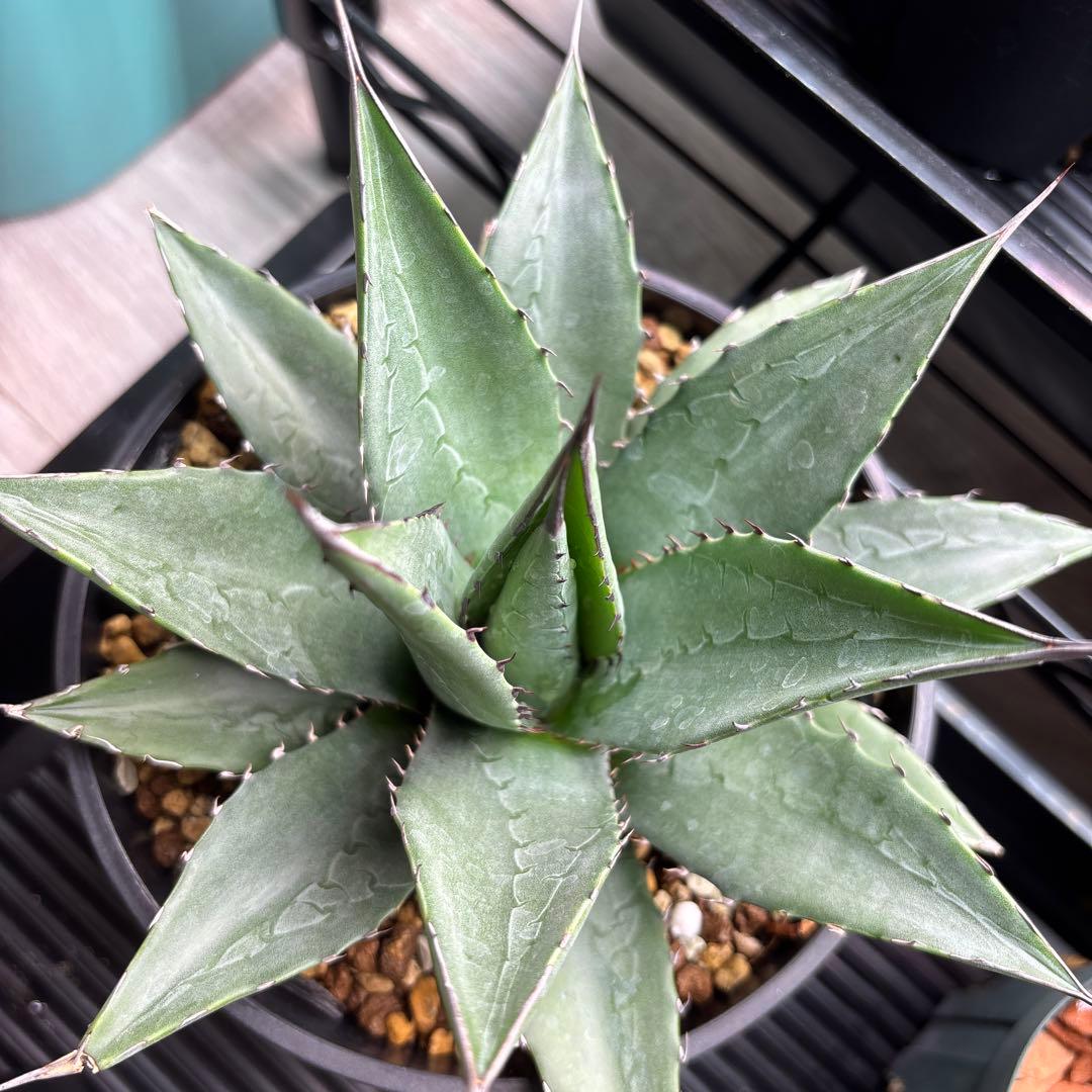 アガベ　ショータイム　ハイブリッド株