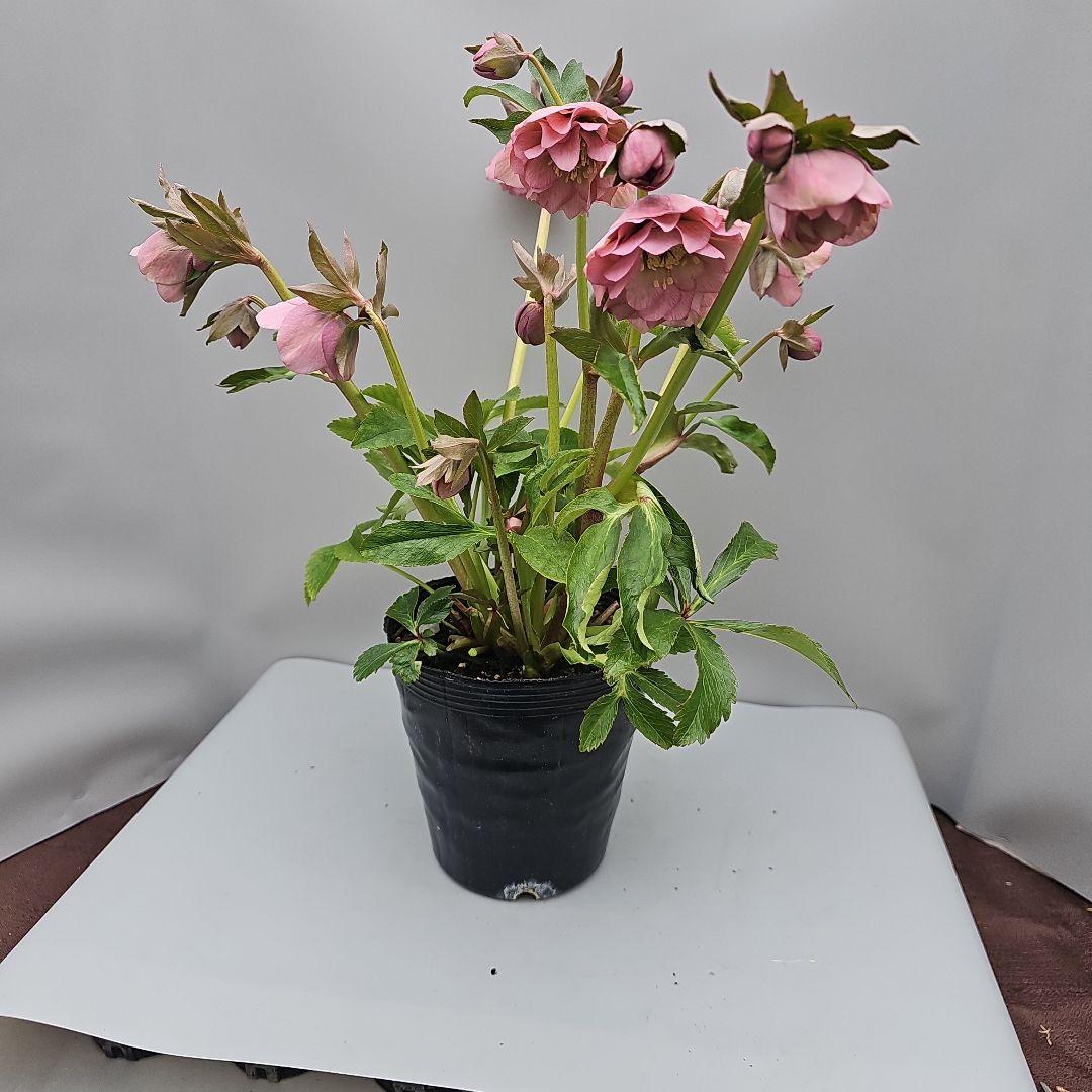 アンティークな色味、クリスマスローズ開花苗