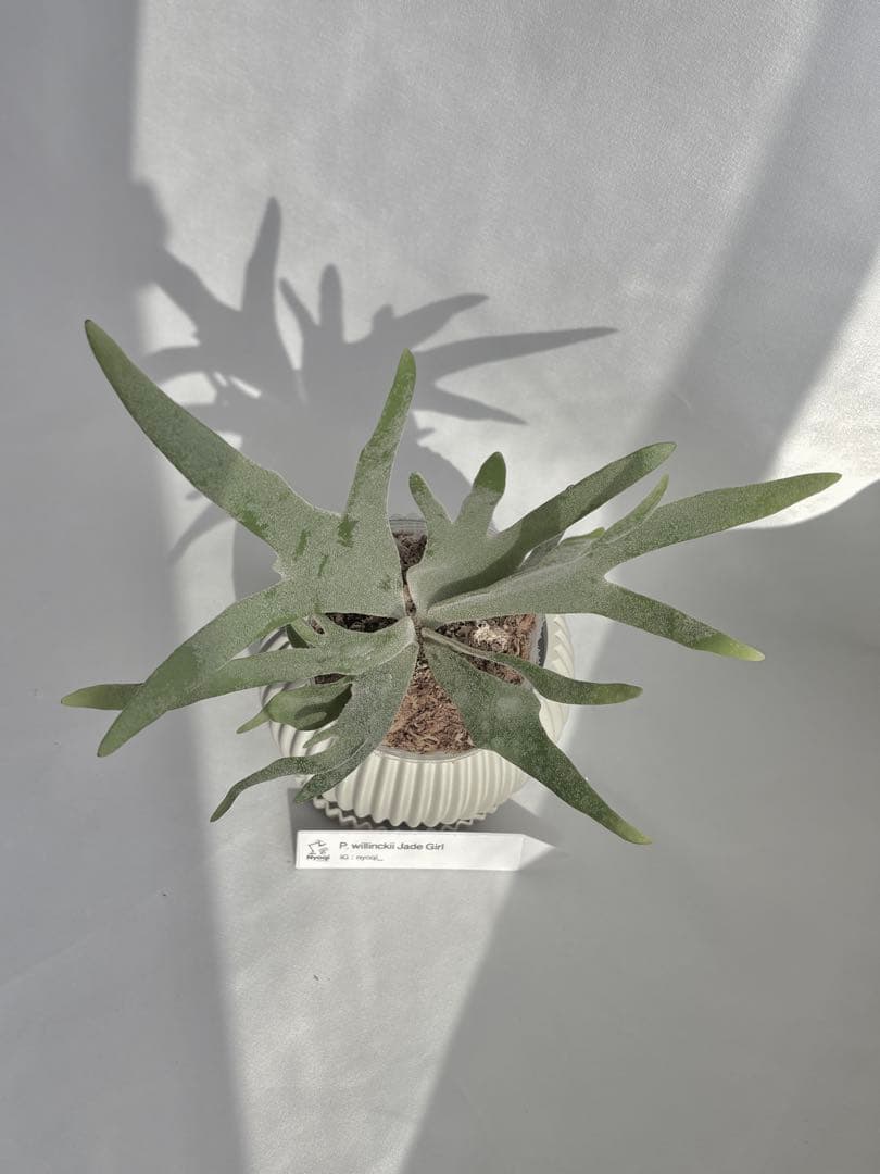 【メルカリ便】P. Willinckii Jade Girl(TC) 【49】