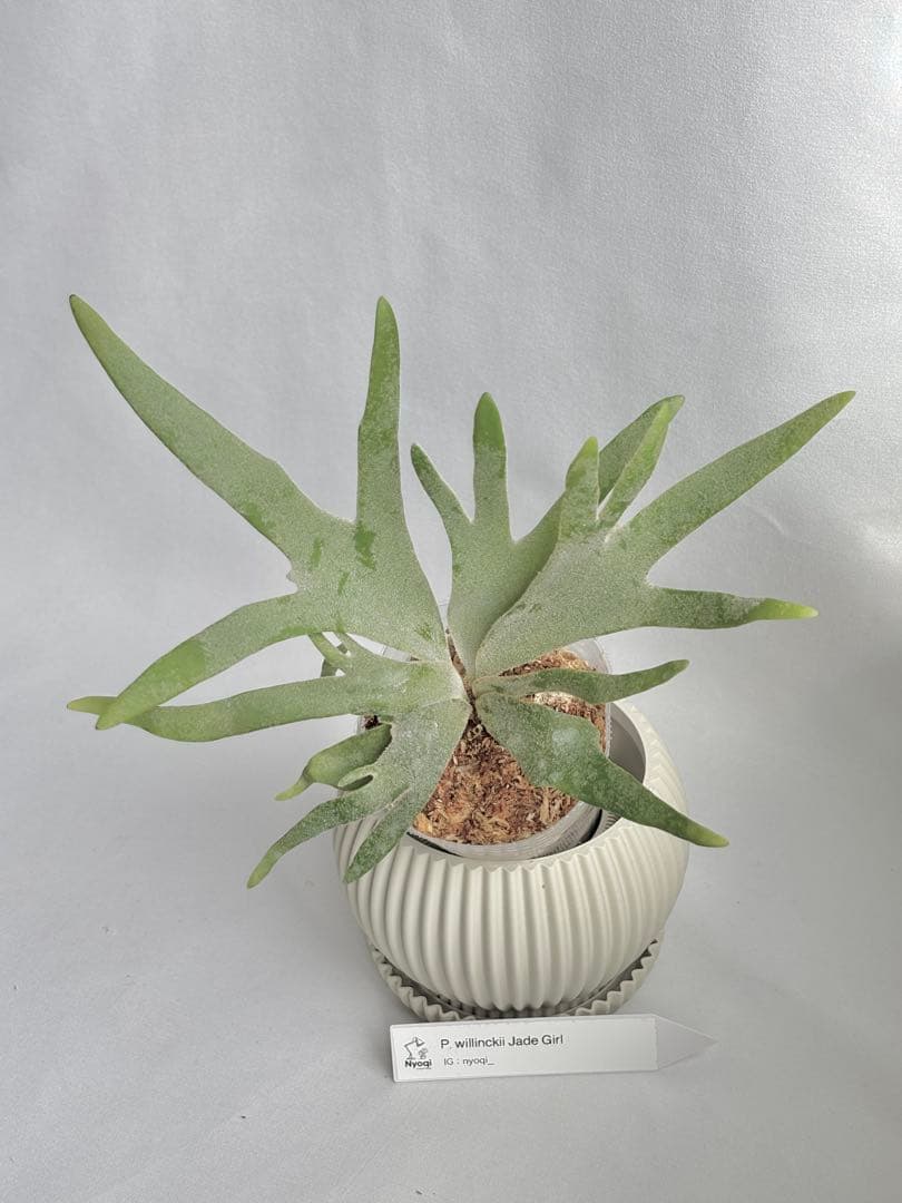【メルカリ便】P. Willinckii Jade Girl(TC) 【49】