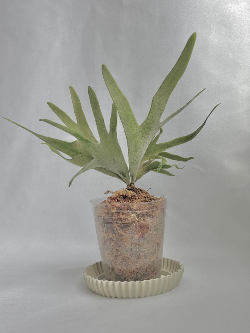 【メルカリ便】P. Willinckii Jade Girl(TC) 【49】