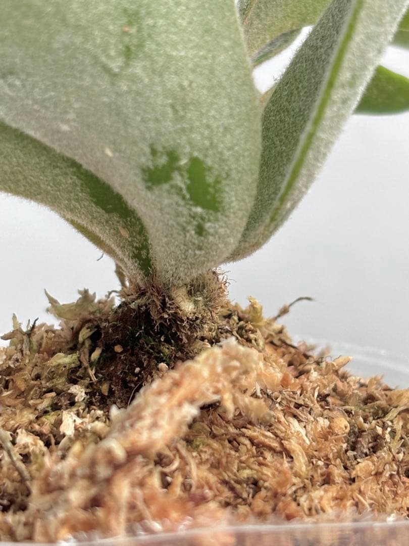 【メルカリ便】P. Willinckii Jade Girl(TC) 【49】