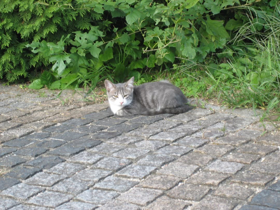 Canon キヤノン IXY DIGITAL 60 動作確認済